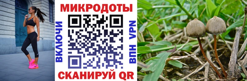 Псилоцибиновые грибы Psilocybe  Наволоки 